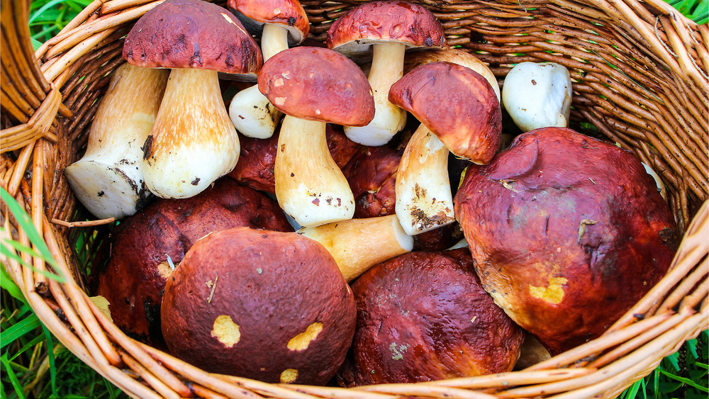 Porcini mushrooms in a basket