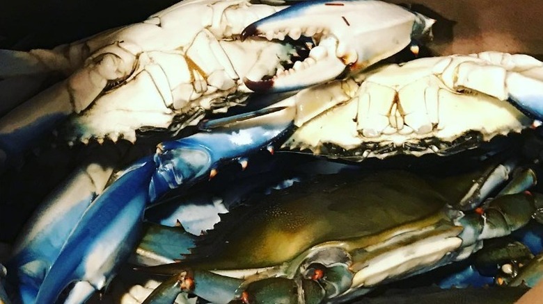 Blue Crabs