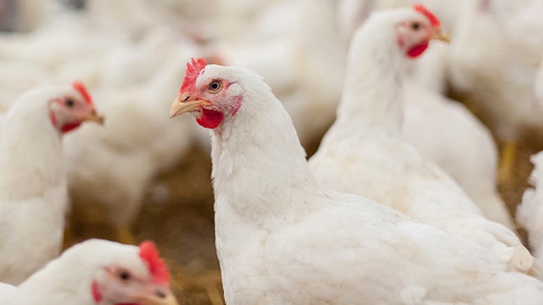 white chickens packed together in a factory poultry farm