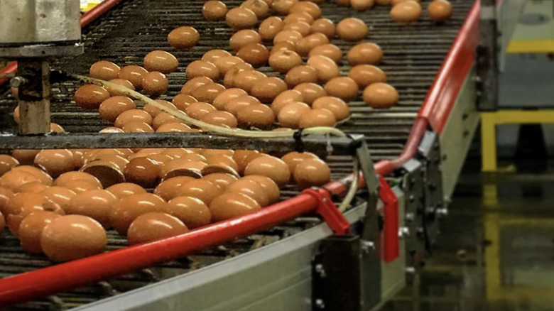 Eggs rolling on factory assembly line