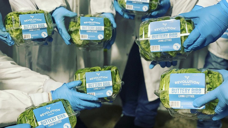 Gloved hands holding containers of buttery bibb lettuce