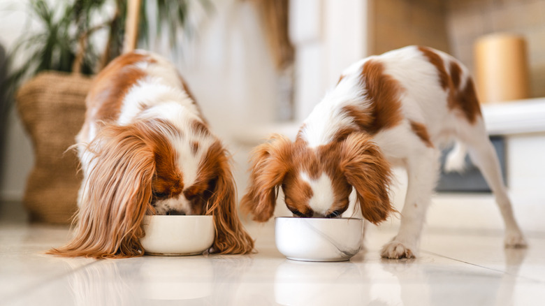 Two spaniel dogs eating from food bowls