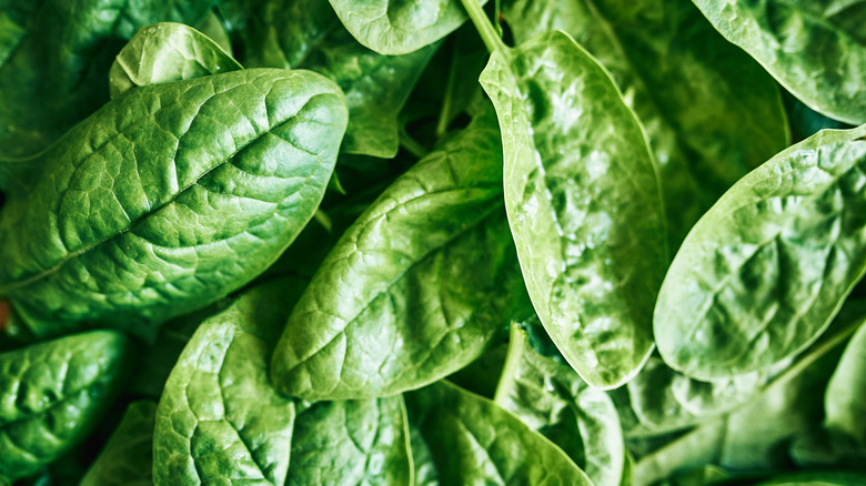 Raw spinach in close up