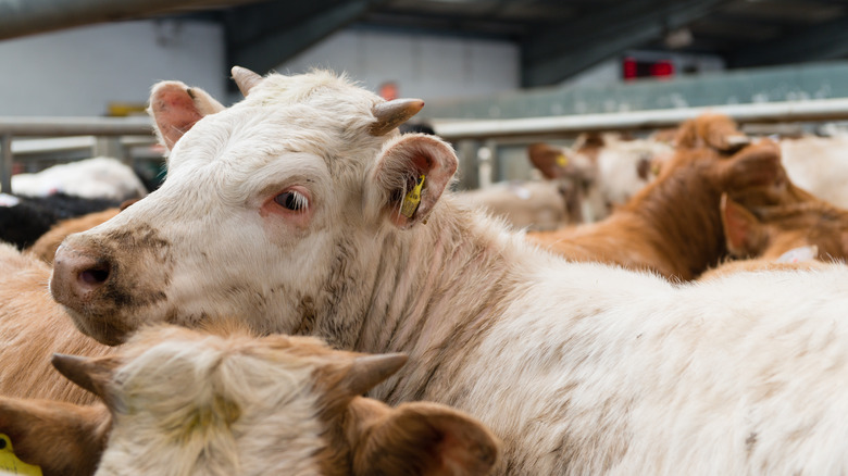 cows at slaughterhouse