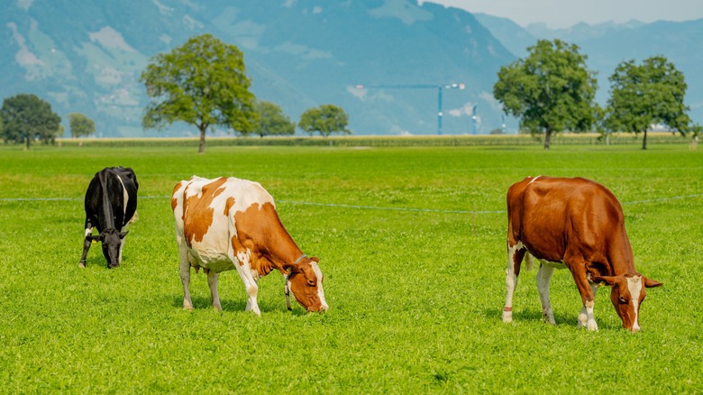 cows in the pasture