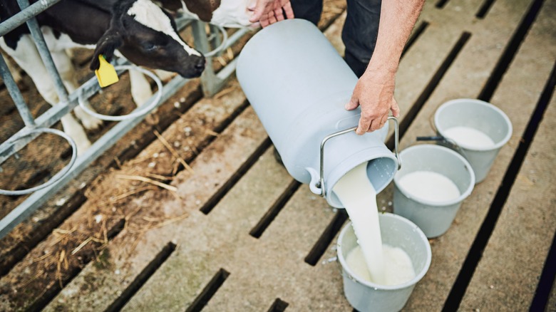 raw milk farm