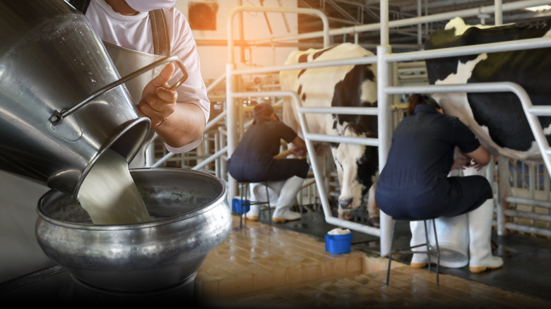 raw milk being poured