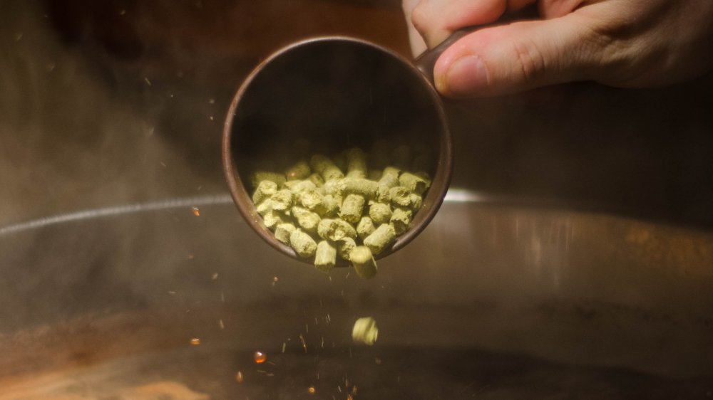 adding hops to beer brewing