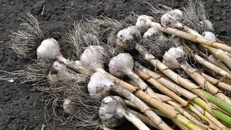 Harvested garlic bunch