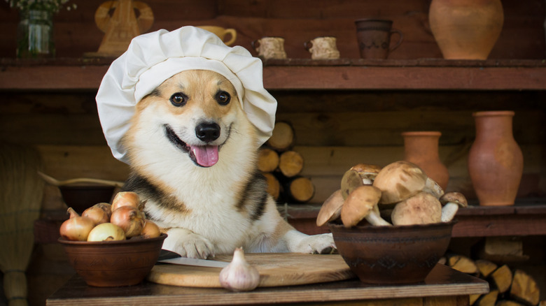 Corgi prepares garlic dinner