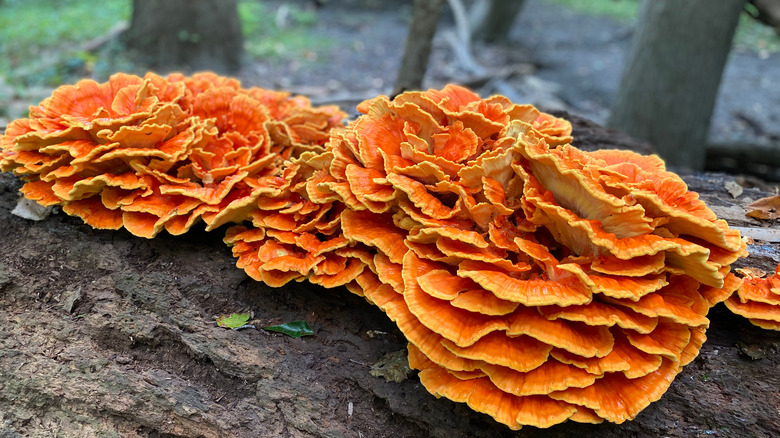 chicken of the woods mushrooms