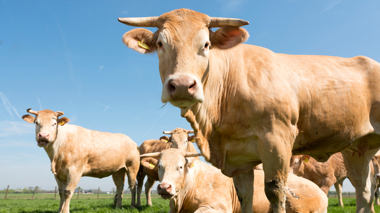 Cows in a paddock 