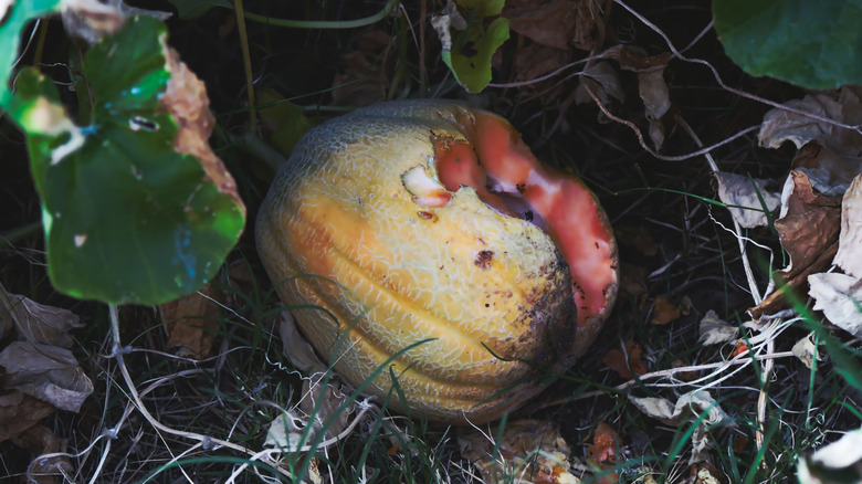 Rotten cantaloupe