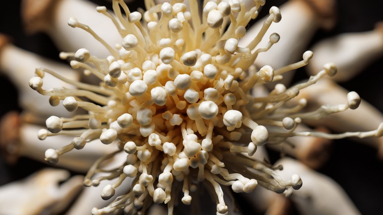 Enoki mushrooms close up