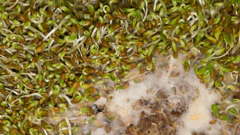 rotten alfalfa sprouts