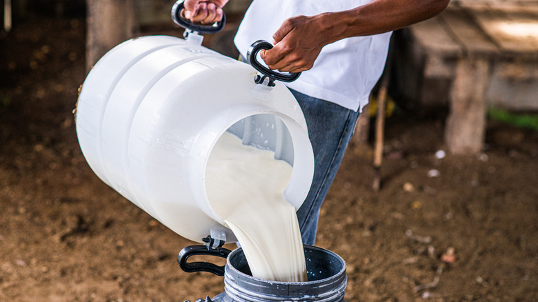 pouring milk on dairy farm