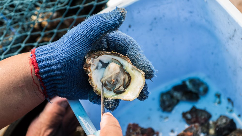 Oyster shucker