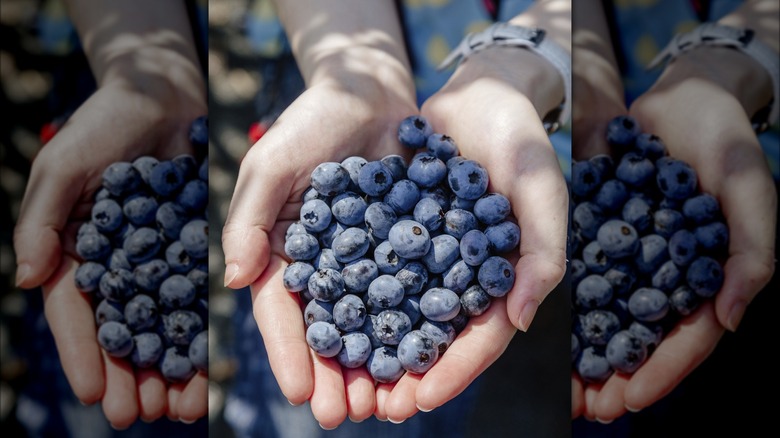 Hands holding blueberries