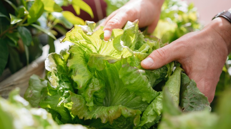 Hands holding lettuce