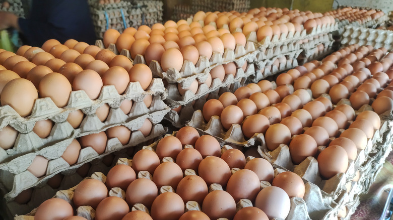 eggs at factory site