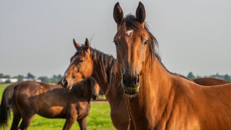 horses on farm outdoors