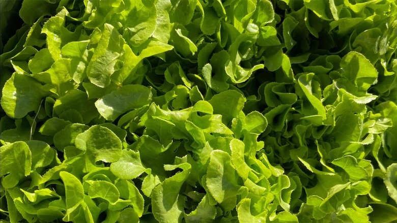 close up lettuce greens salad