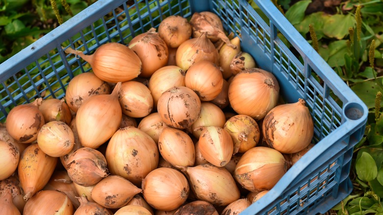 crate of yellow onions