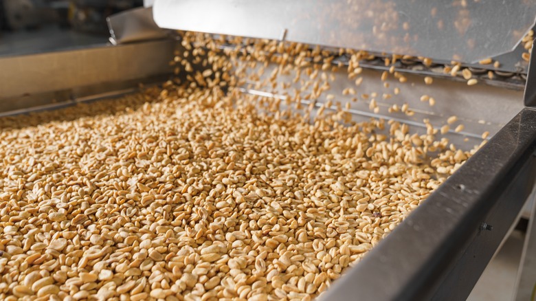 Industrial machine processing peanuts