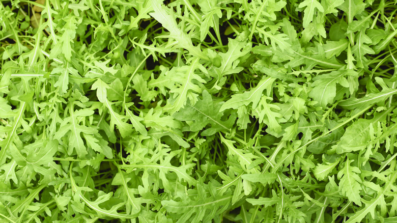 Green arugula