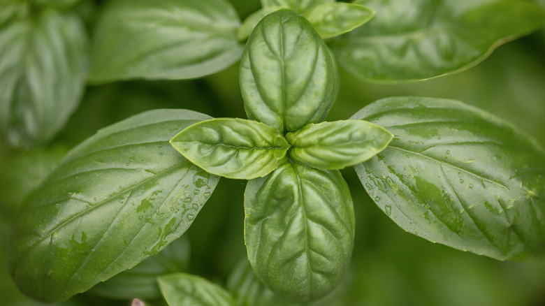 Basil plants