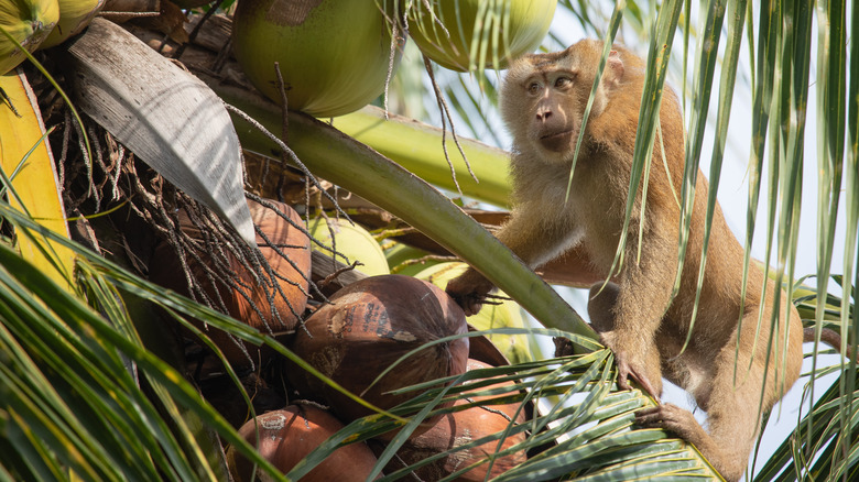 A monkey in a palm tree