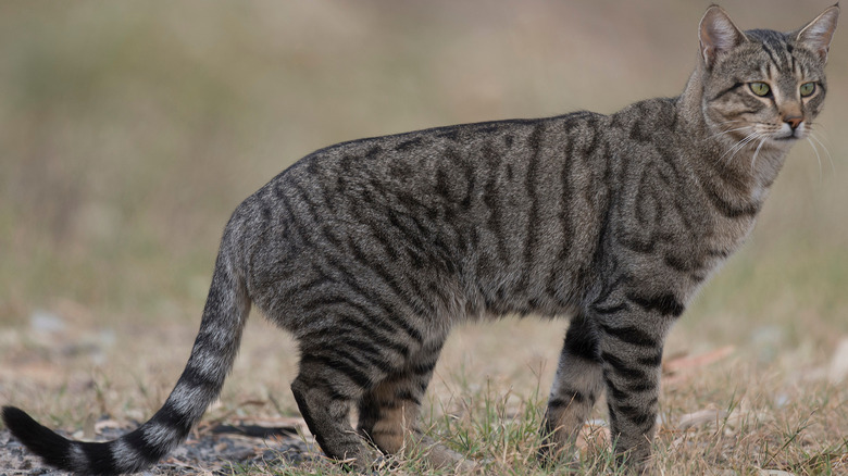 Australian feral cat with gray fur