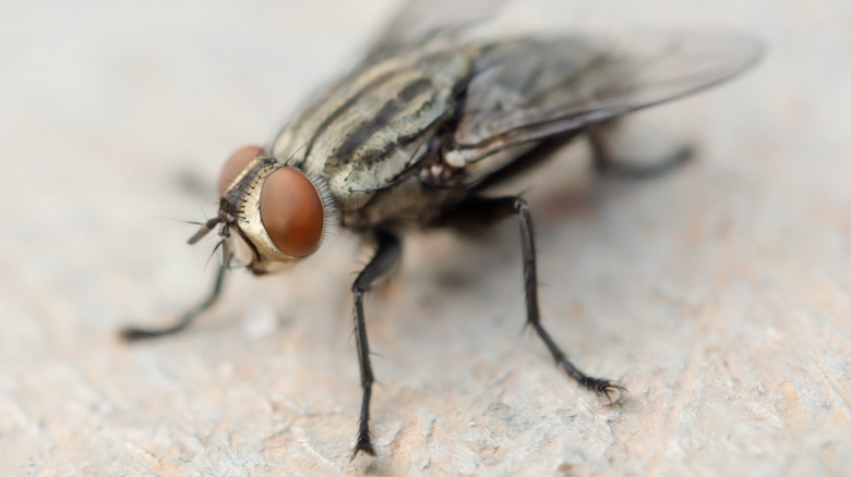 Close-up of a house fly