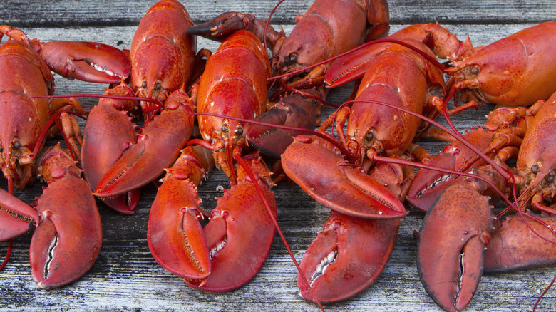 Steamed New England lobsters 