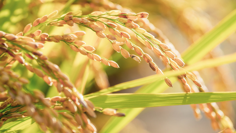 close up of rice plants