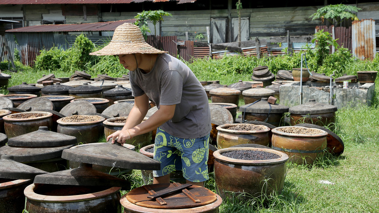 Traditional soy sauce production