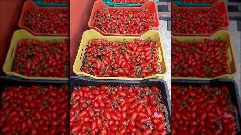 Corbarino tomatoes in baskets