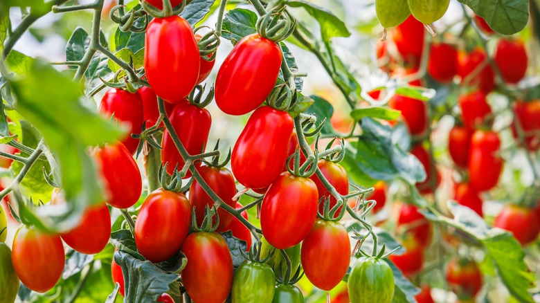 Vine of ripe tomatoes