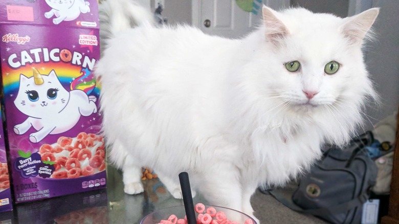 Cat beside Caticorn cereal