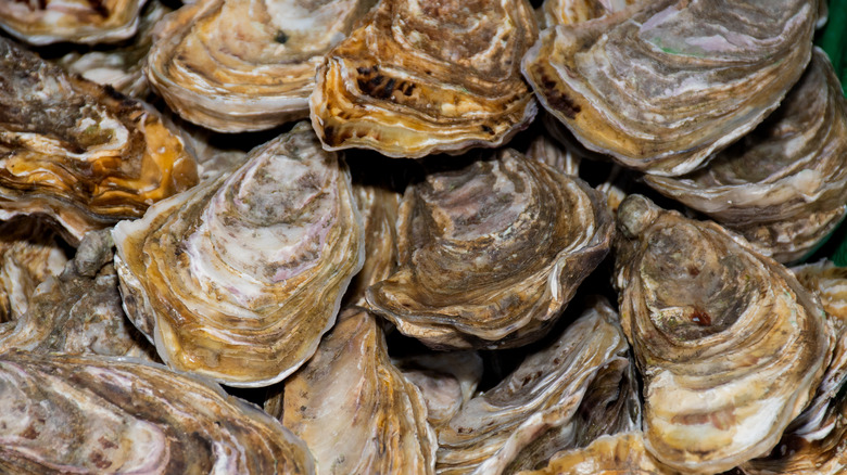 Stacks of oyster shells