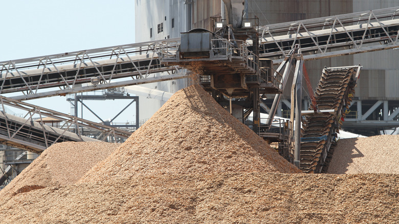 Pile of wood pulp at mill 