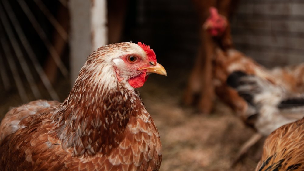 Chicken in a coop