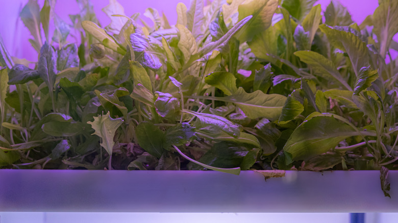 Plants growing in space