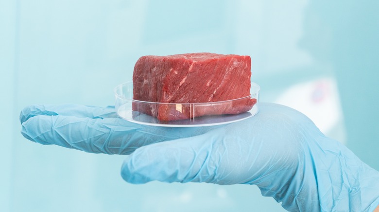 Lab-grown meat in Petri dish