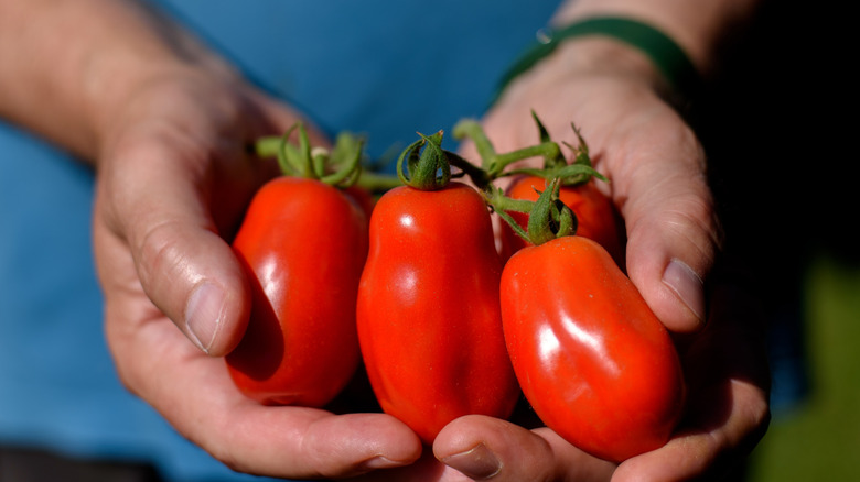 Man holding fresh san marzano tomatoes