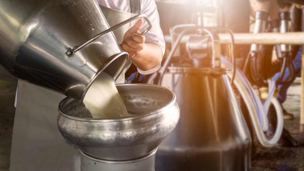 Dairy farmer pouring raw milk 