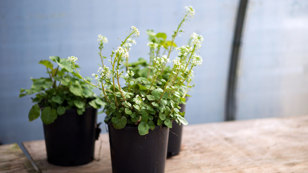 Wasabi plants in pots