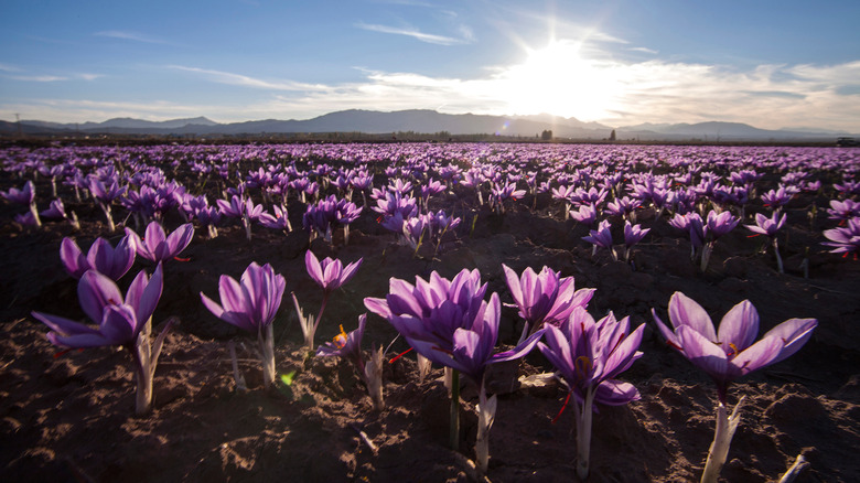 Saffron flowers in a field