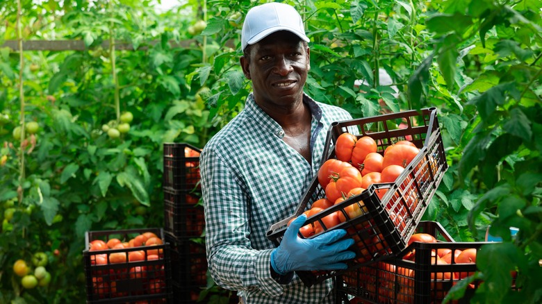 man in tomato field with crate of tomatoes