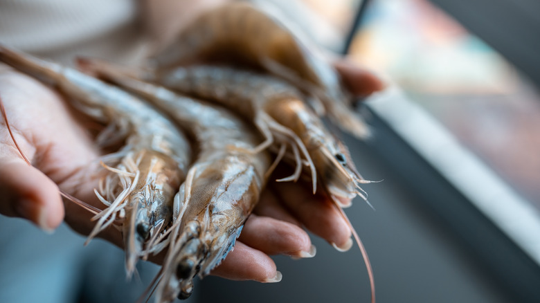 raw shrimp in woman's hands